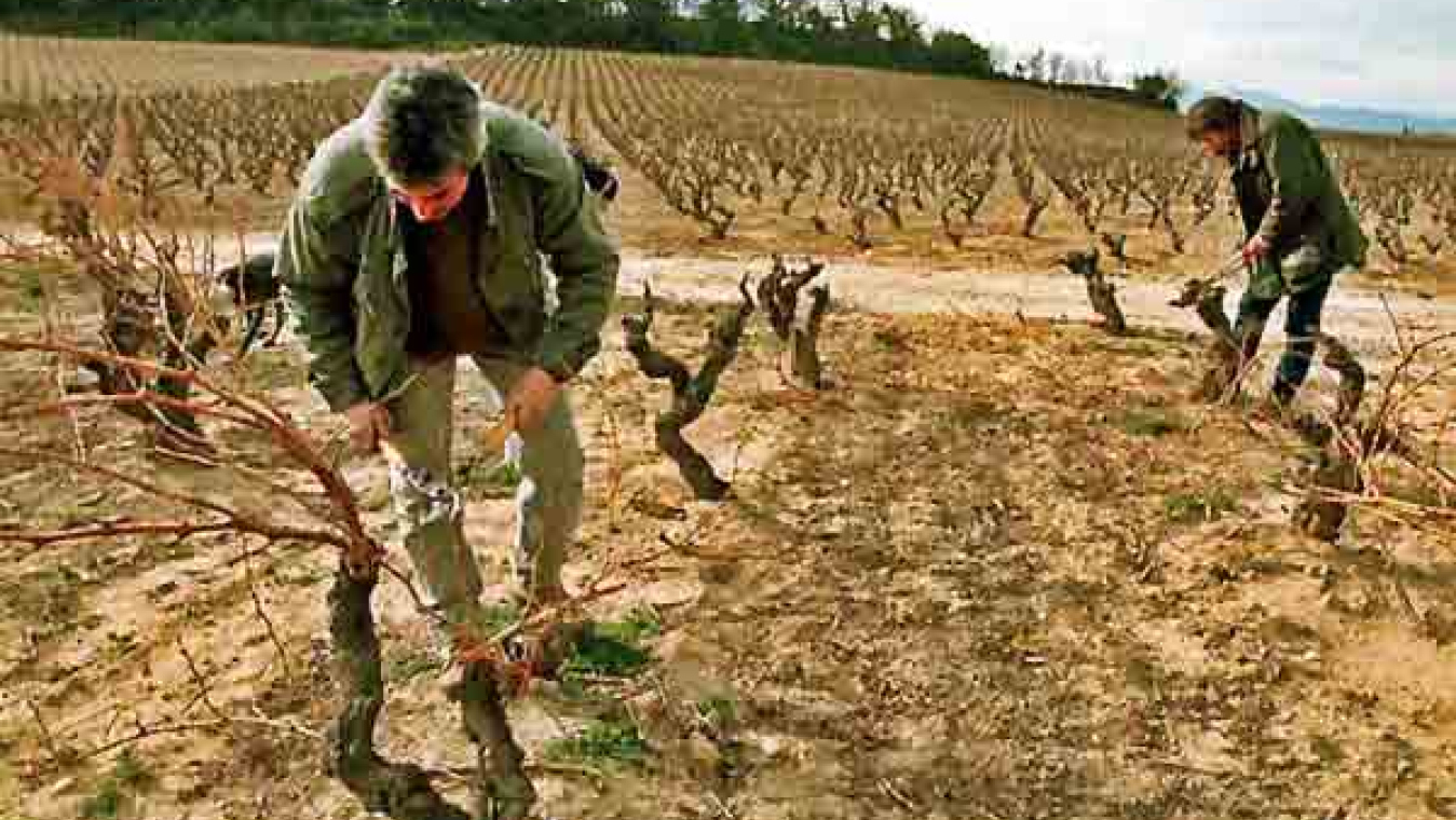 Perpignan, un territoire agricole