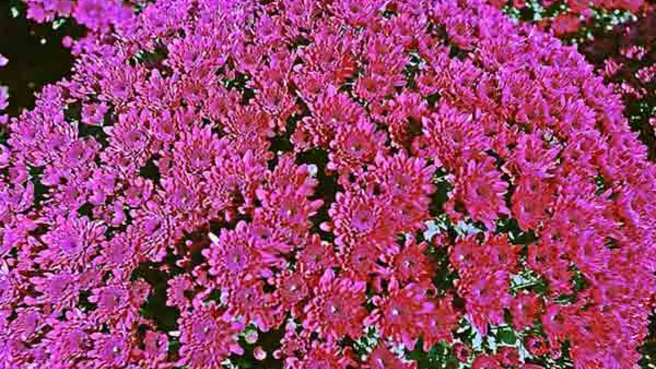 Perpignan, un territoire agricole