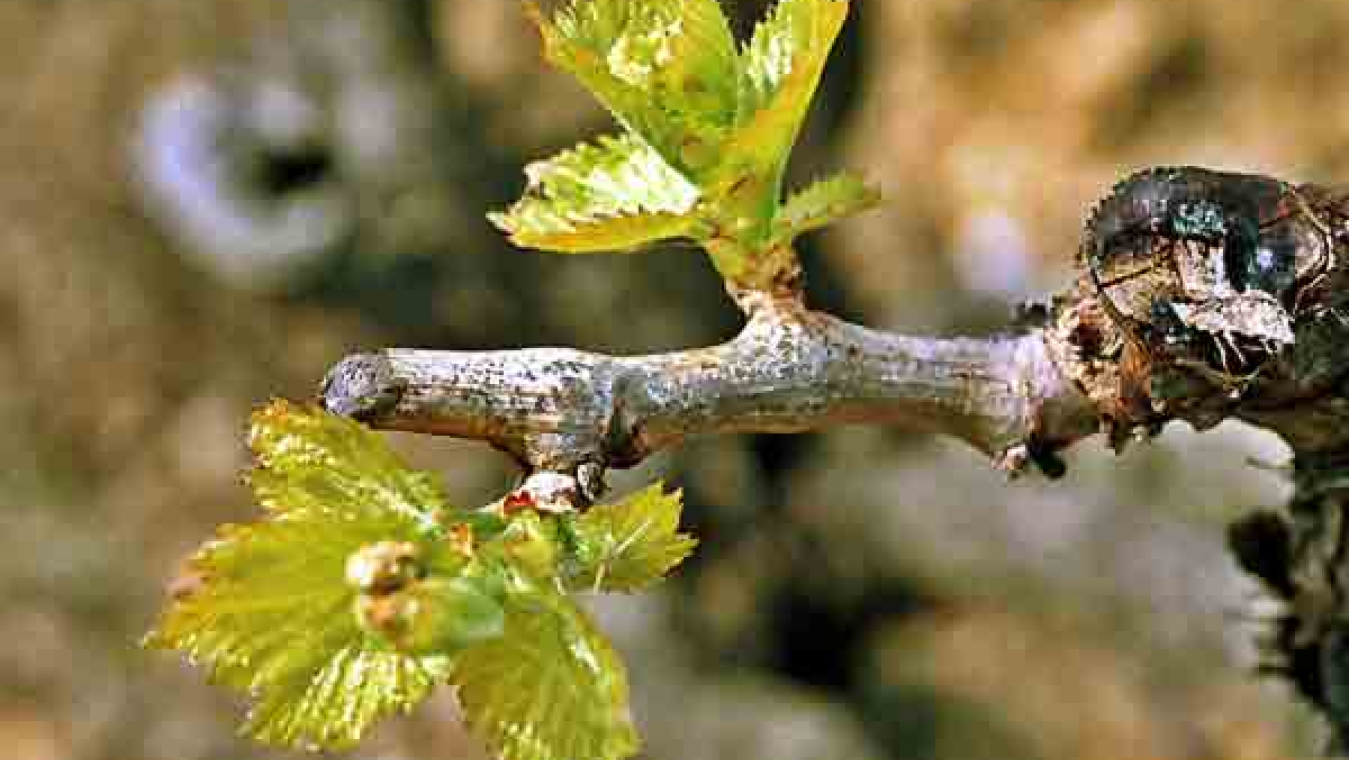 Perpignan, un territoire agricole